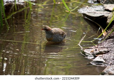 The Buff Banded Rail Is Wading In A Pond