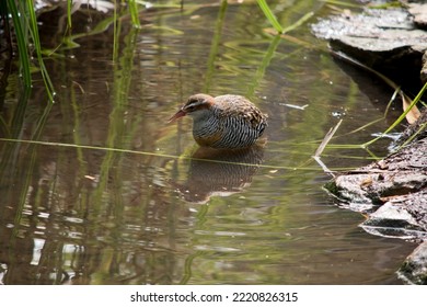 The Buff Banded Rail Is Wading In A Pond