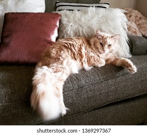 Buff colored cat on couch with pretty pillows