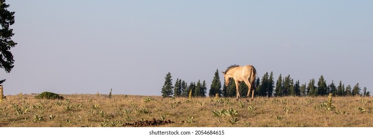 Buff colored wild Horse baby foal walking on Sykes Ridge in the Pryor Mountains Wild Horse Range on the border of Wyoming and Montana United States
