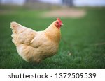 Buff Orpington chicken in backyard farm