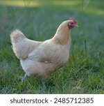 Buff Orpington chicken hen free ranging on the grassy field of an organic farm near Raeford North Carolina.