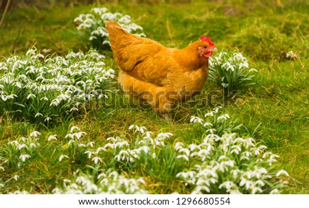 Buff Orpington chicken or hen in springtime with snowdrops. The hen has a bright red comb and is foraging in the garden amongst the snowdrops. Landscape horizontal
