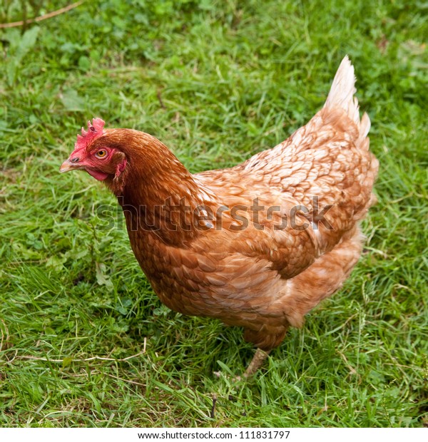 Buff Orpington Cross Breed Chicken Cornwall Stock Photo (Edit Now ...