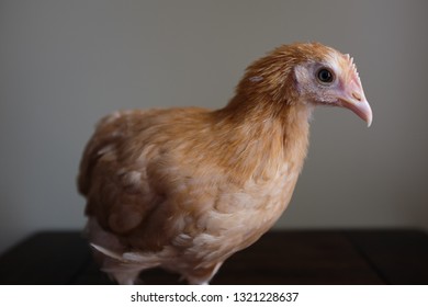 Buff Orpington Pullet Portrait Against A Plain Background