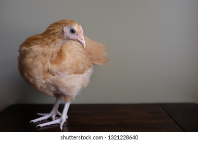 Buff Orpington Pullet Portrait Against A Plain Background