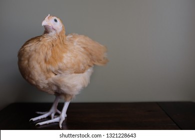 Buff Orpington Pullet Portrait Against A Plain Background