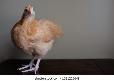 Buff Orpington Pullet Portrait Against A Plain Background