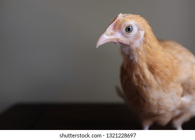 Buff Orpington Pullet Portrait Against A Plain Background