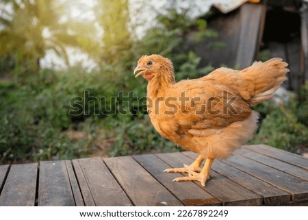 Buff orpington young chicken in the backyard in the evening light atmosphere.