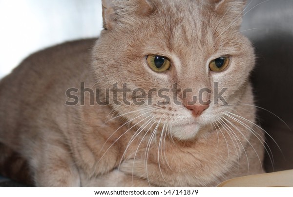 buff tabby cat