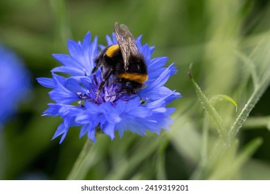 buff tailed bumble bee collecting nectar from bright blue flower of the cornflower also known as bachelor's button