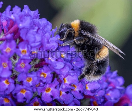 Buff tailed bumble. Large earth bumble bee. Macro. Buddleia.