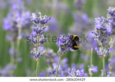 A buff tailed bumblebee Bombus terrestris feeds on fragrant lavender flowers. Detailed macro photography captures the beauty of pollination in summer.