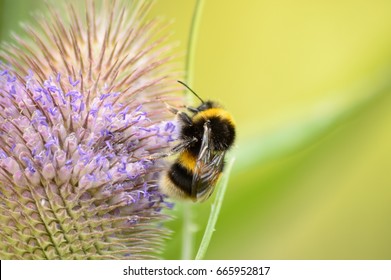 Buff Tailed Bumblebee On A Teasel Flower. England, UK. 