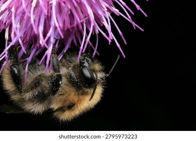 Buff tailed bumblebee perched on a thistle