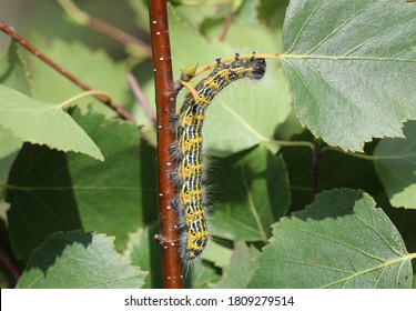 Buff Tip - Moth Caterpillar