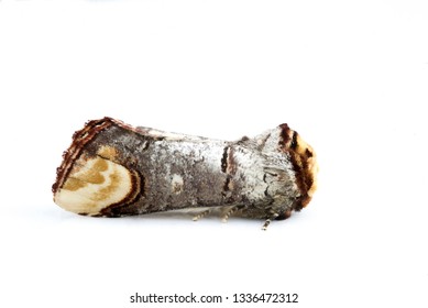 Buff Tip Moth- Phalera Bucephala On White Background