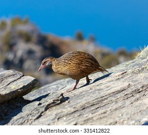 Buff Weka, Gallirallus Australis Hector. The Endemic Flightless Birds Of The South Island