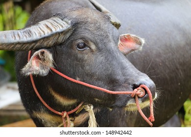 buffalo