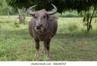 buffalo.