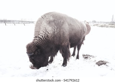 Buffalo