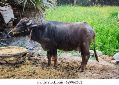 buffalo 