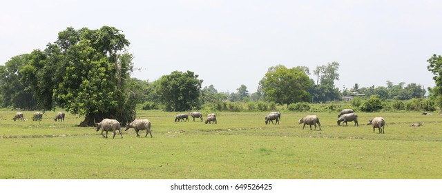 buffalo