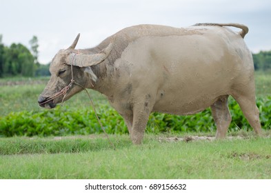Buffalo
