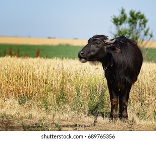 Buffalo