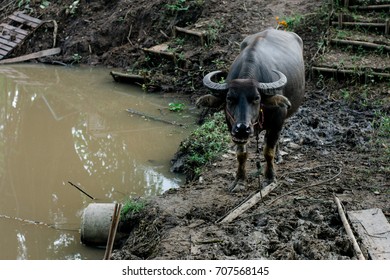 buffalo