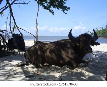 Buffalo In A Beach At Marajó Island Brazil