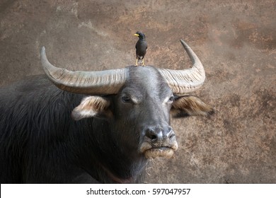 Buffalo with bird