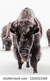 Buffalo Bison Herd In Winter Frost