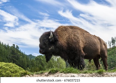 Buffalo (Bison) posing in front of dramatic sky.