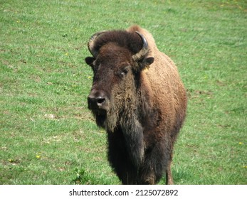 Buffalo Or Bison In Southwest Virginia