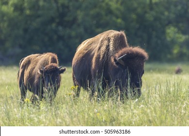 Buffalo In Black Hills Of South Dakota