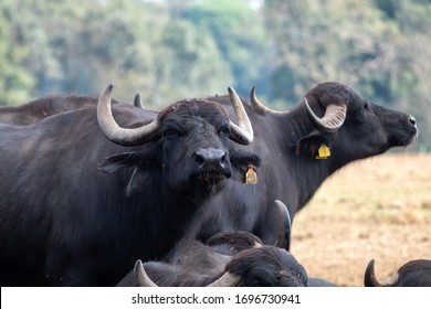 buffalo breeding in a company that produces buffalo mozzarella from Campania, Italy