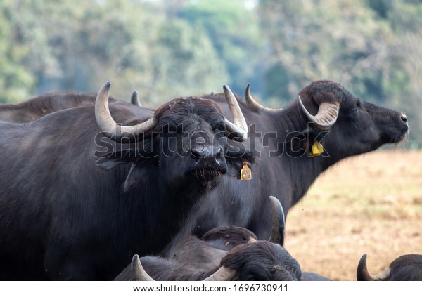 buffalo breeding in a company that\
produces buffalo mozzarella from Campania,\
Italy