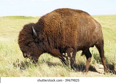 Buffalo Bull Feeding On The  Oklahoma Plains