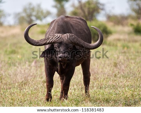 Buffalo bull with huge horns standing on grass plain