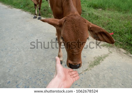 Buffalo calf being fed by hand