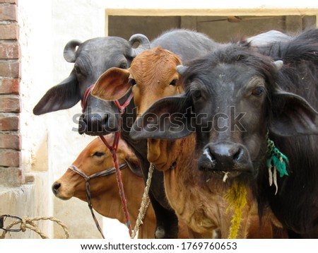 buffalo and buffalo calf or cow and cow calf
