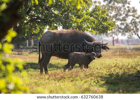 Buffalo and buffalo calf in the farm. Thailand.