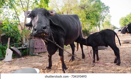 Buffalo and Calf Feeding in Indian small village farm