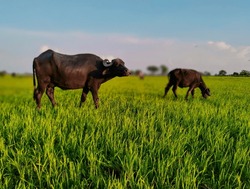 Buffalo With Calf In The Field . Buffalo Calf With Buffalo Image  . Animal Image 