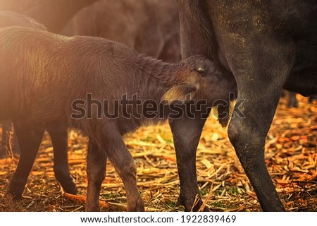 Buffalo calf with the mother