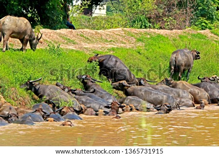 Buffalo in the canal