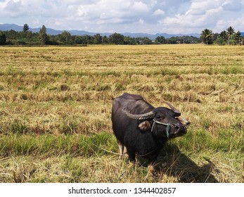 Buffalo in the countryside of Thailand, Buffalo eating grass in rice field, Lifestyle of Buffalo in rural Thailand.