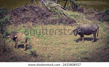A Buffalo cow and her calf look up at the camera. 